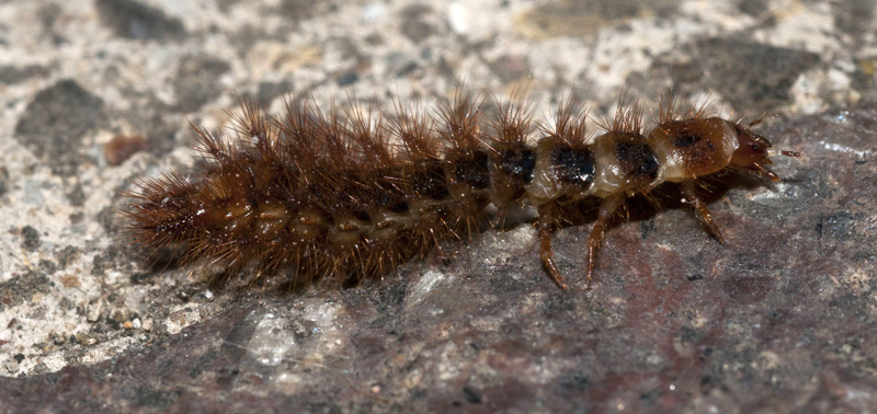 larva di Drilidae